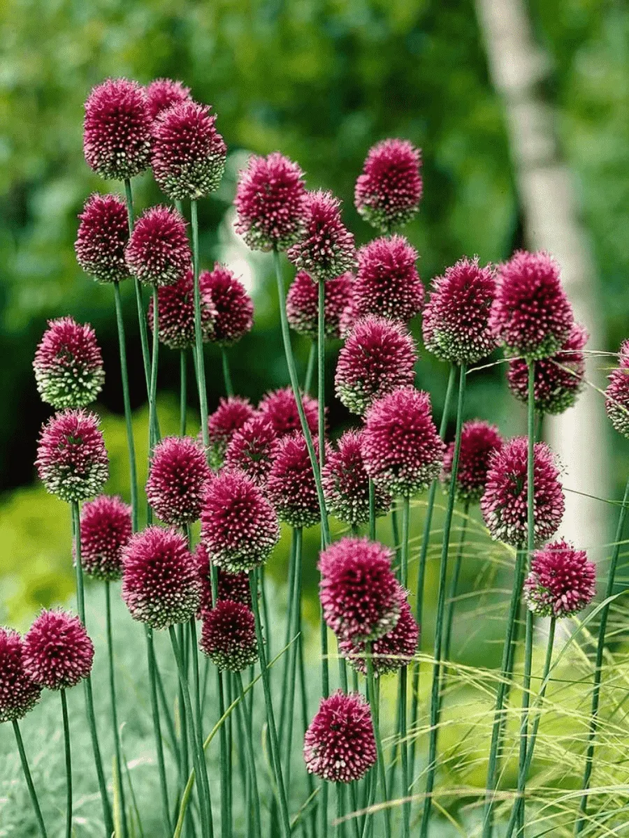 Лук декоративный шароголовый Лук декоративный шароголовый