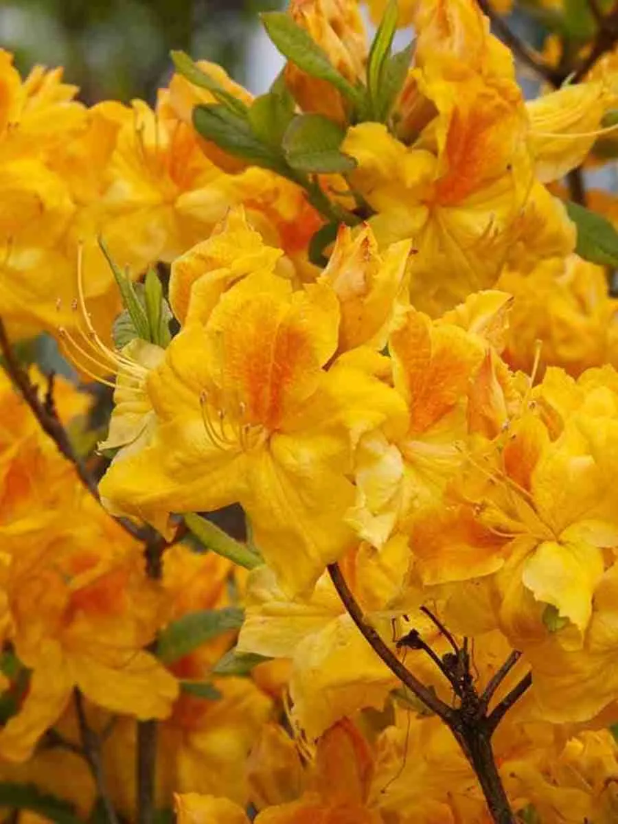 Азалия Goldpracht