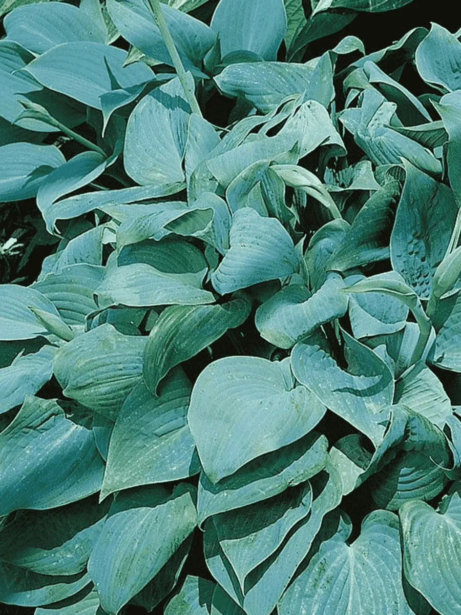 Хоста Зибольда True Blue