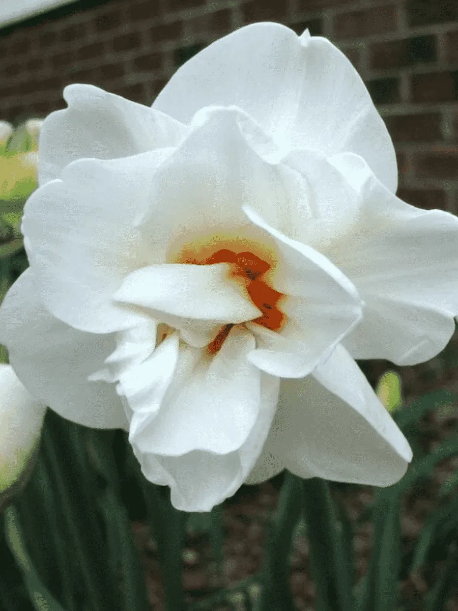 Нарцисс Acropolis