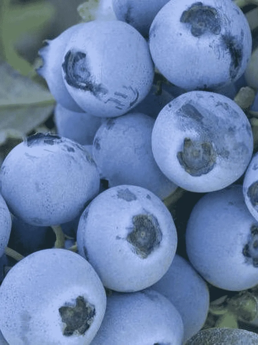 Голубика высокорослая Early Blue Голубика высокорослая Early Blue