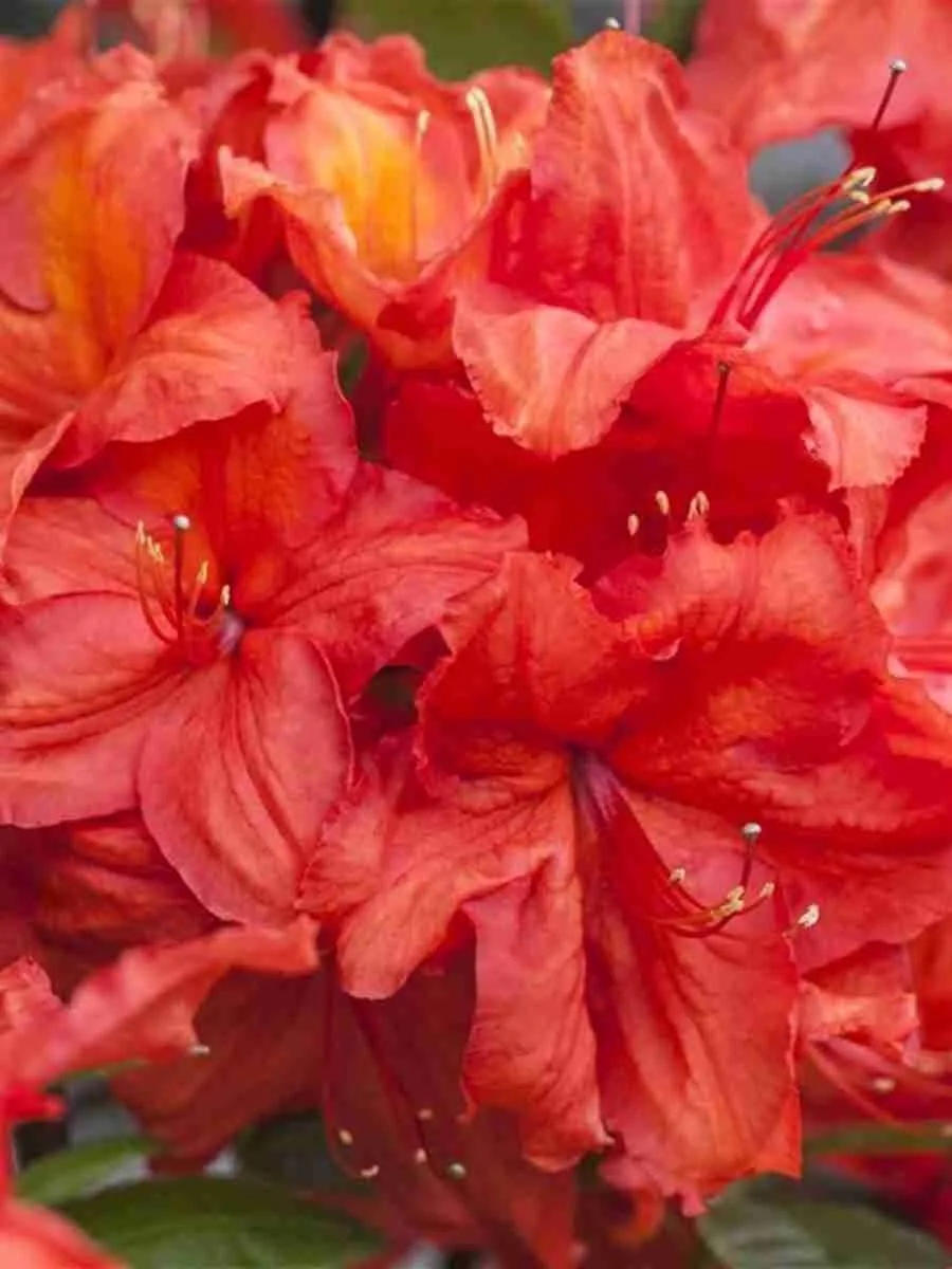 Азалия крупноцветковая Feuerkopfchen Азалия крупноцветковая Feuerkopfchen