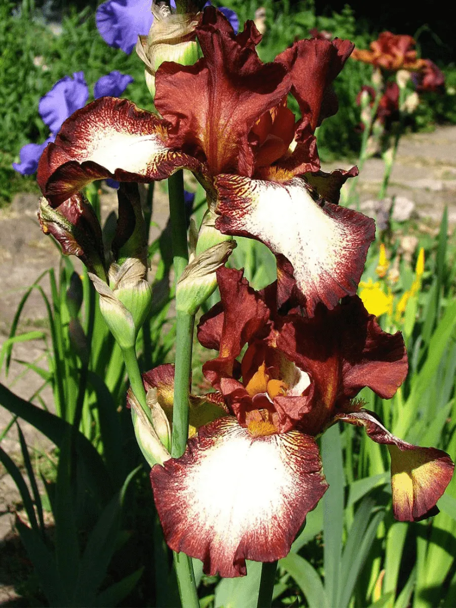 Ирис германский Rimfire