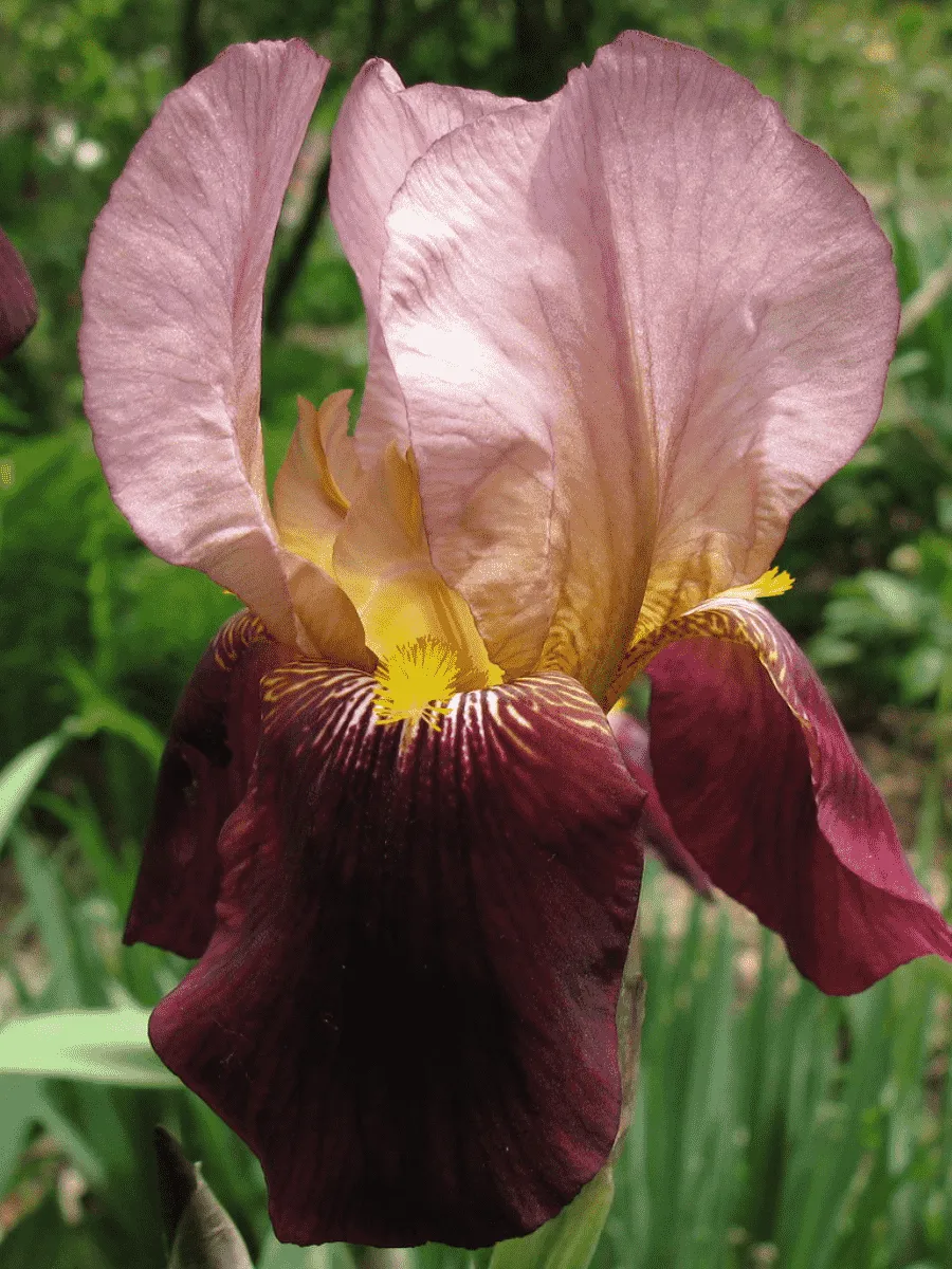 Ирис германский Indian Chief