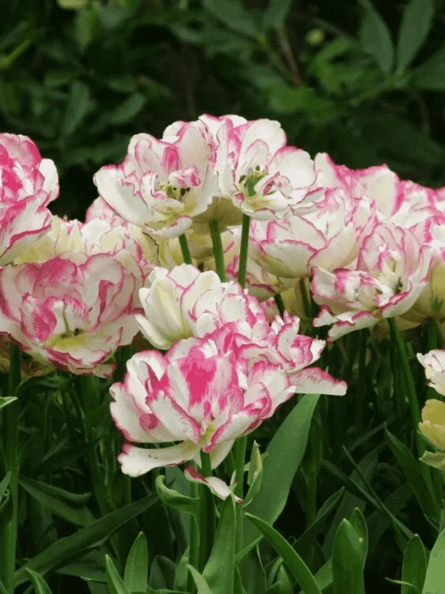 Тюльпан Belicia