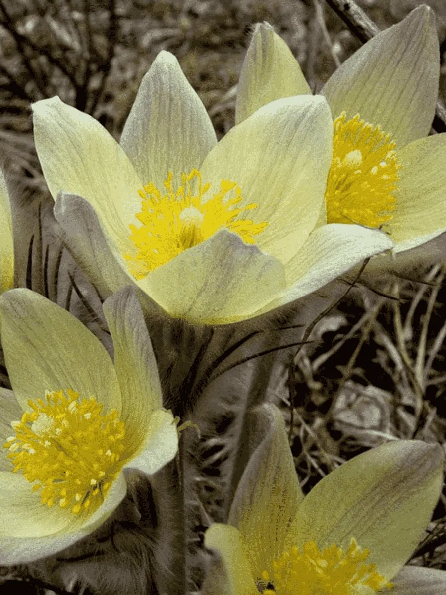 Прострел обыкновенный Bells White Прострел обыкновенный Bells White