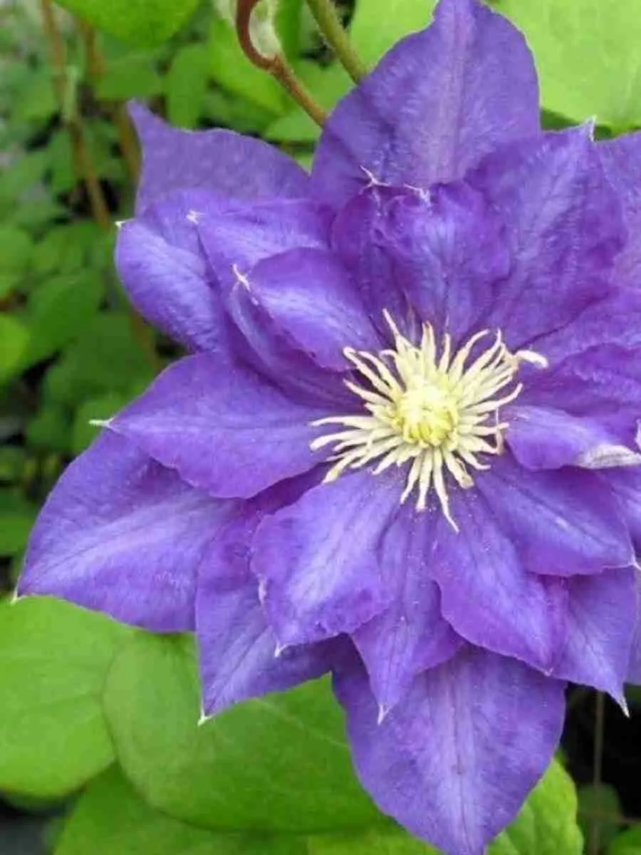 Клематис Beauty of Worcester Клематис Beauty of Worcester