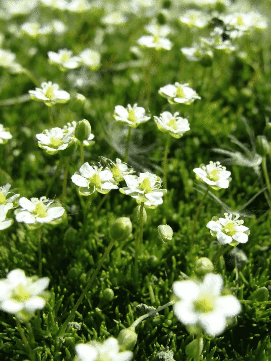 Мшанка шиловидная Supreme Мшанка шиловидная Supreme