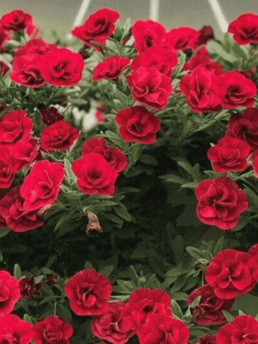 Калибрахоа Oro Double Red