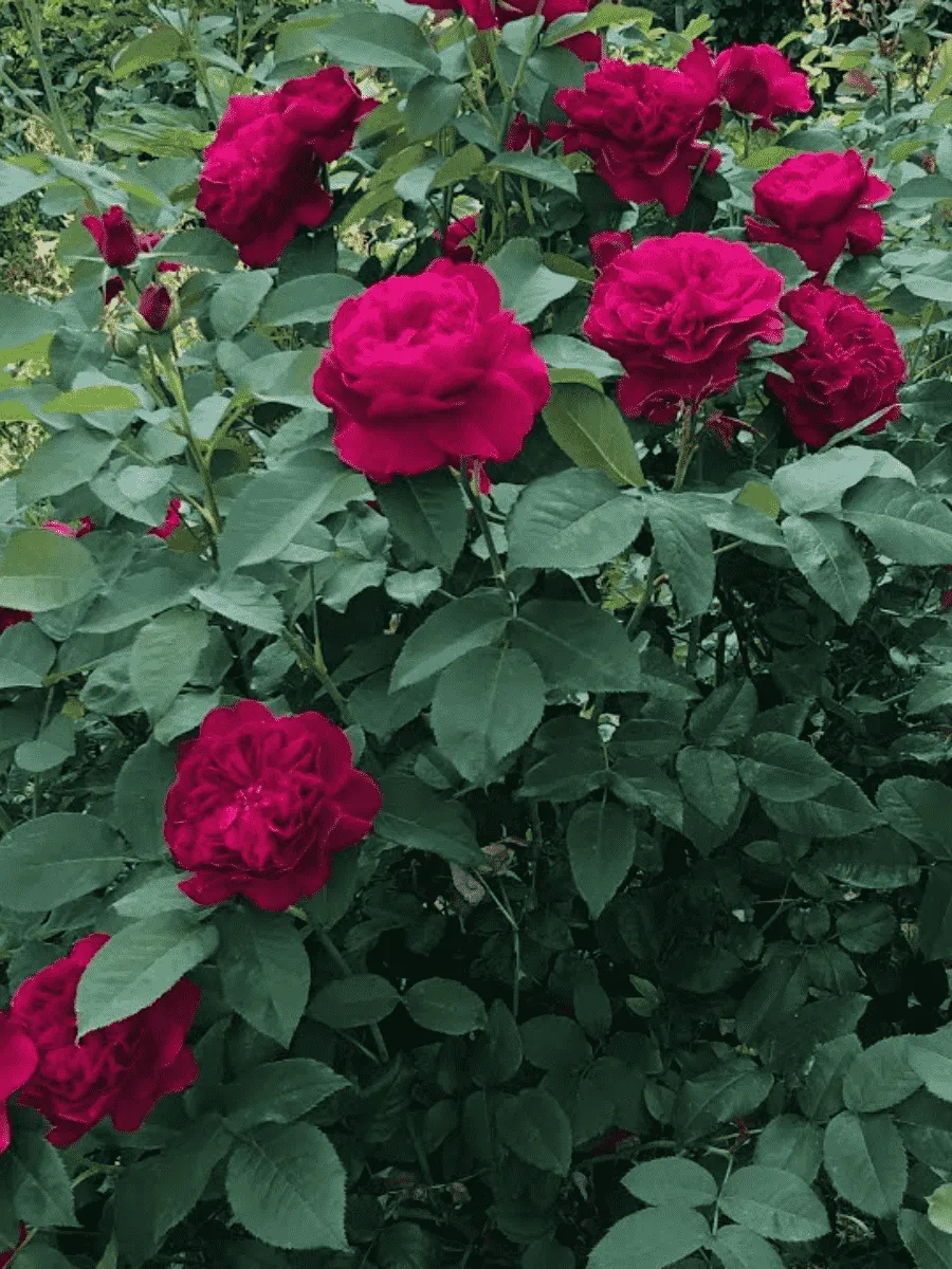 Роза Английская кустовая Darcey Bussell