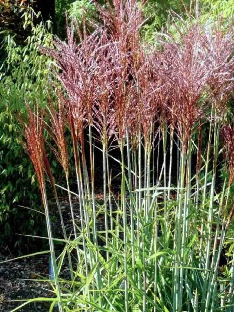 Мискантус китайский 'Red Chief'