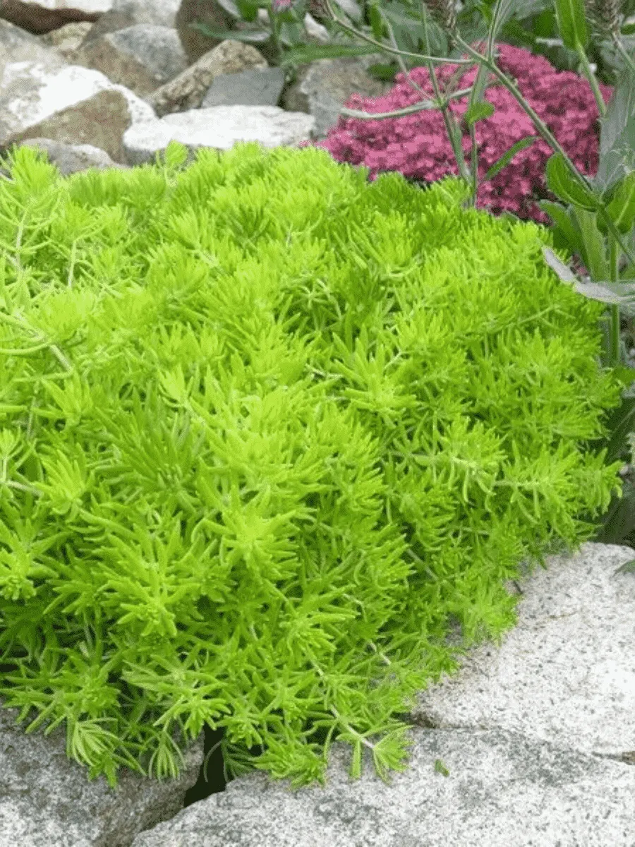 Очиток отогнутый Lemon Ball