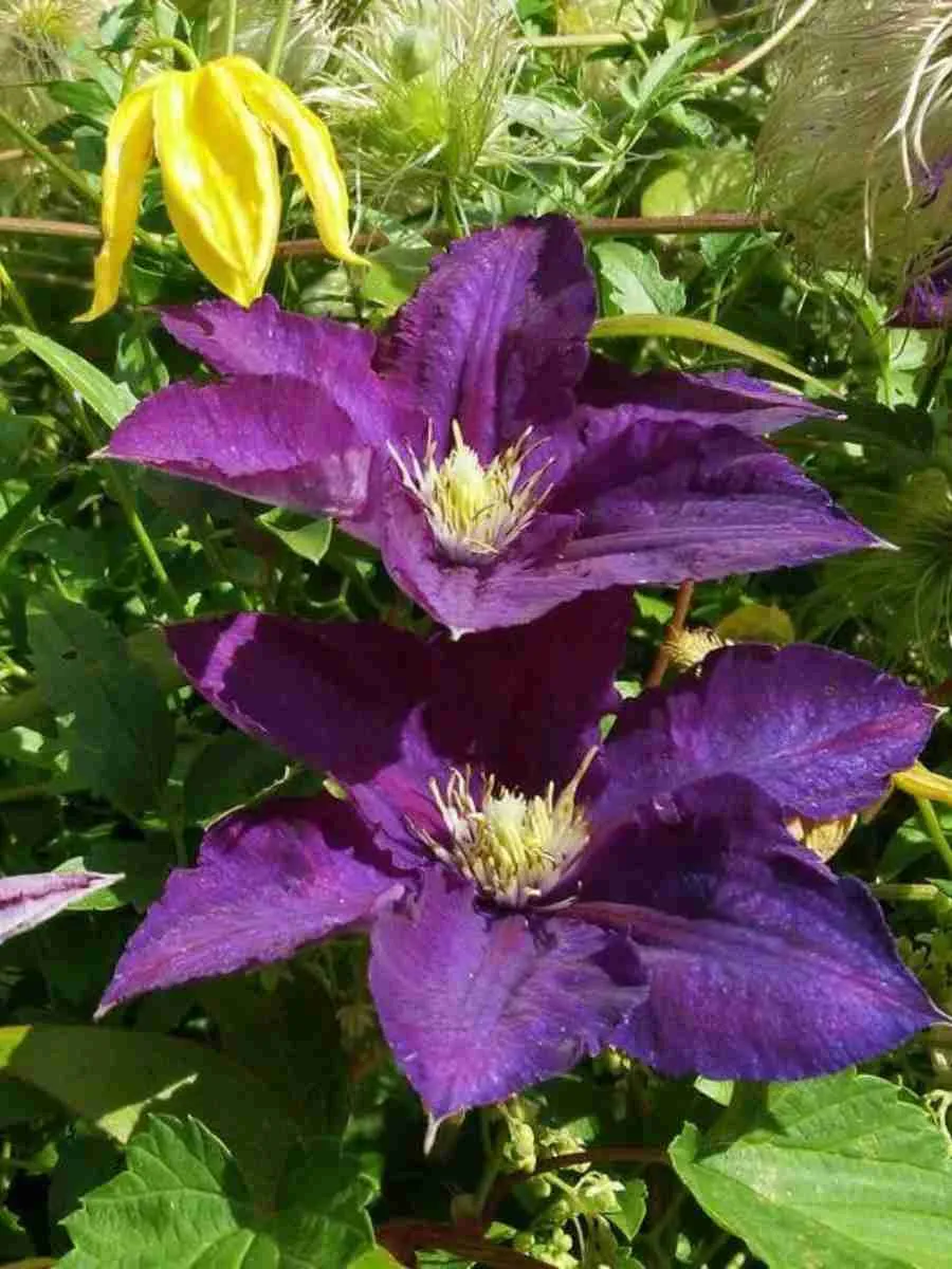 Клематис гибридный Lech Kaczynski Клематис гибридный Lech Kaczynski