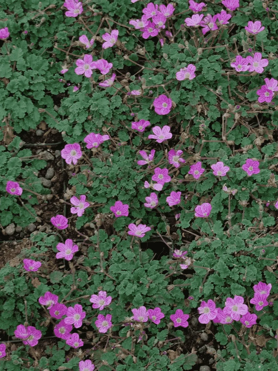 Аистник изменчивый Bishop's Form