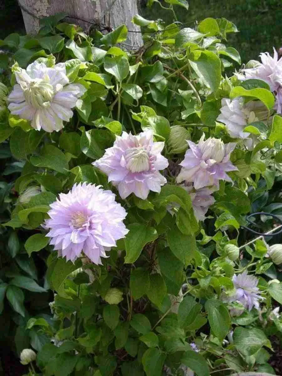 Клематис гибридный Belle of Woking