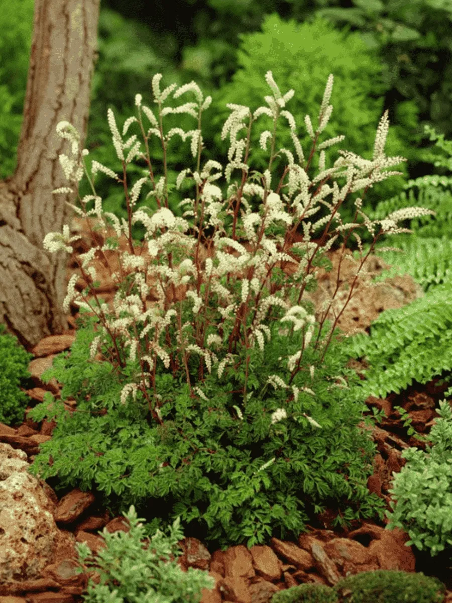 Волжанка петрушколистная Horatio Волжанка петрушколистная Horatio