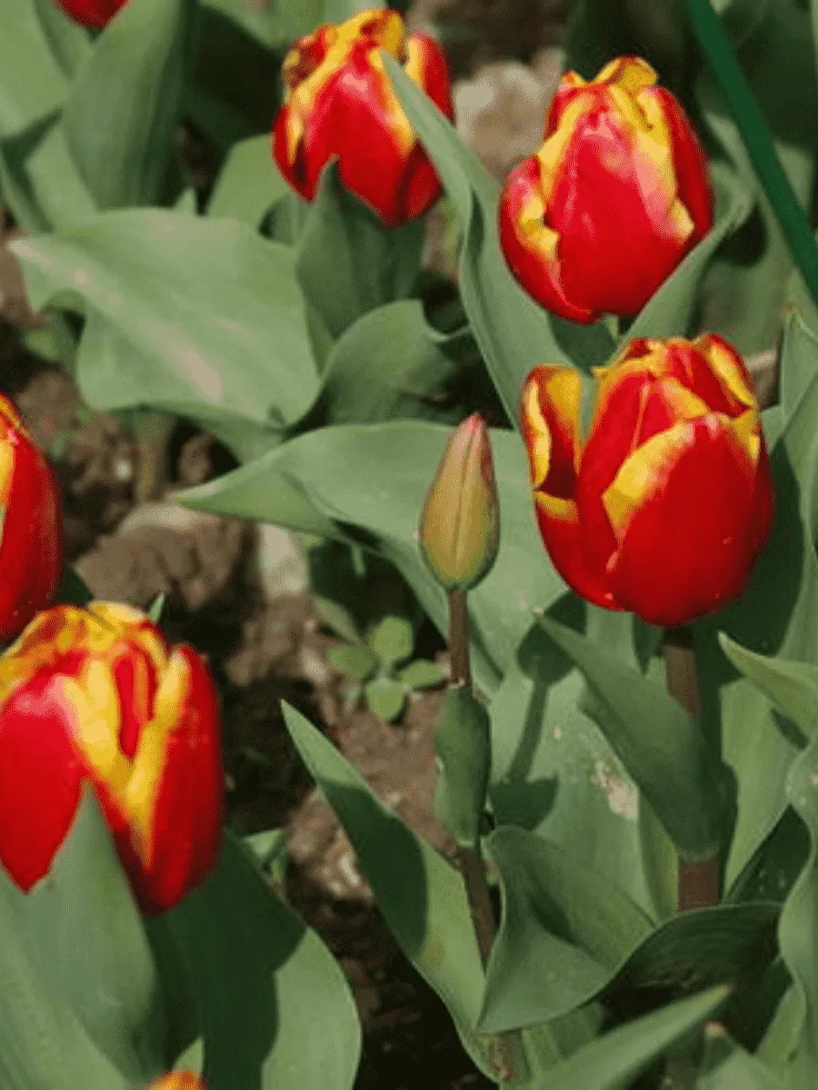 Тюльпан триумф Andre Citroen