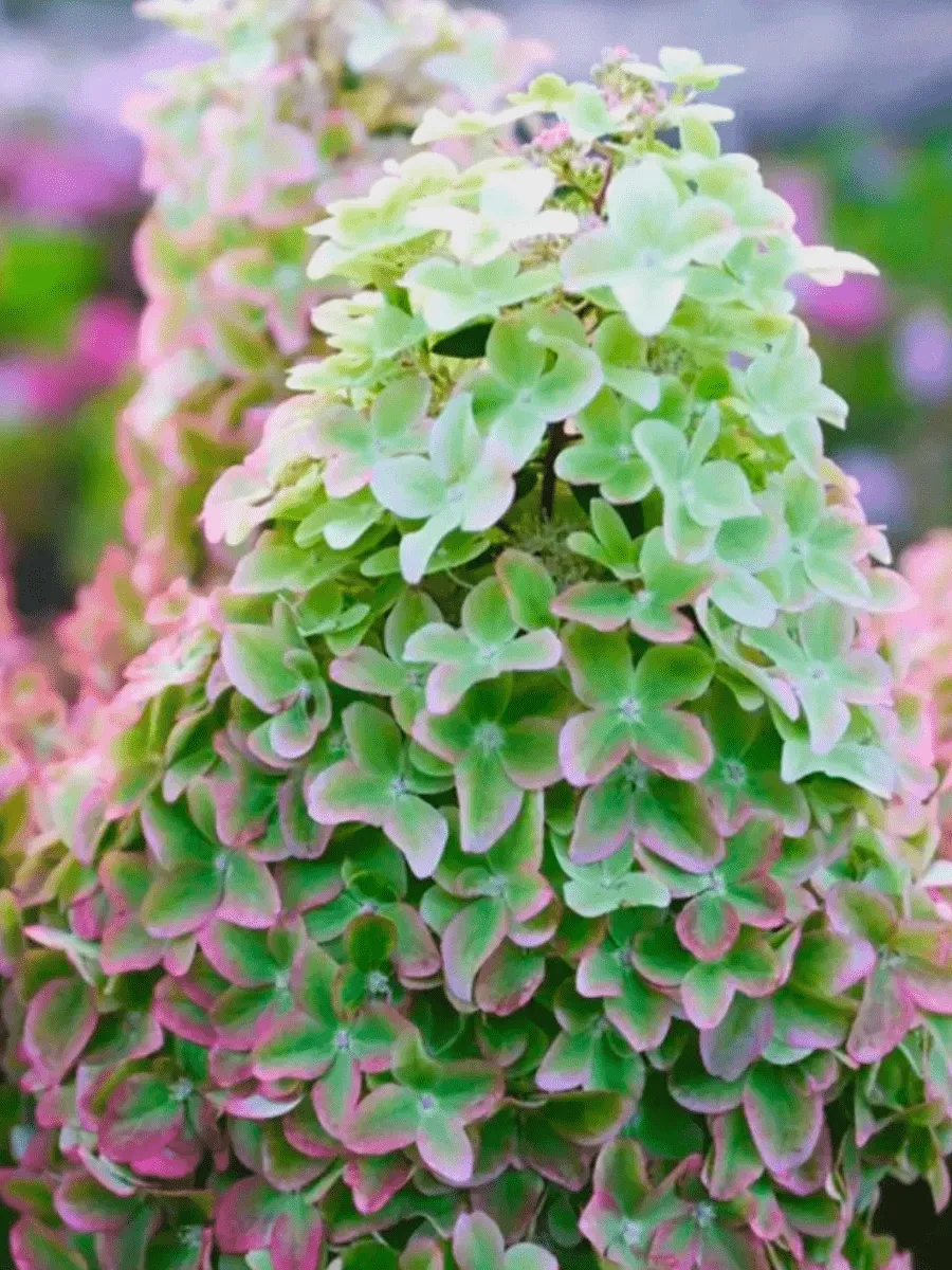 Гортензия метельчатая Metallica