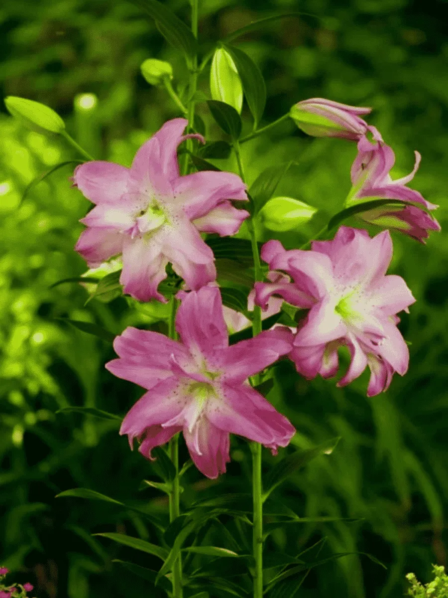 Лилия Lotus Dream