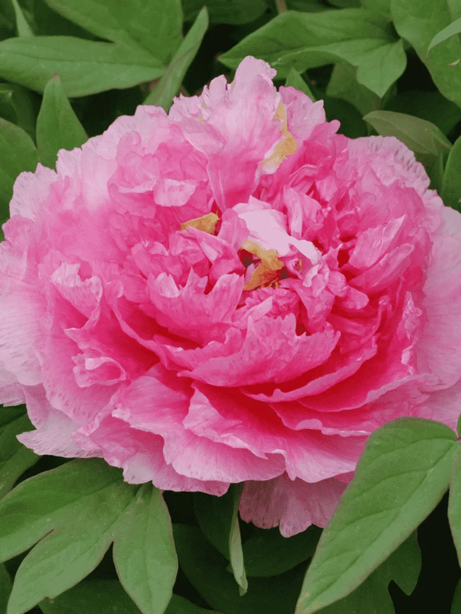 Пион древовидный Tao hong fei cui