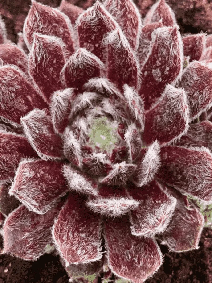 Молодило паутинистое Rubin