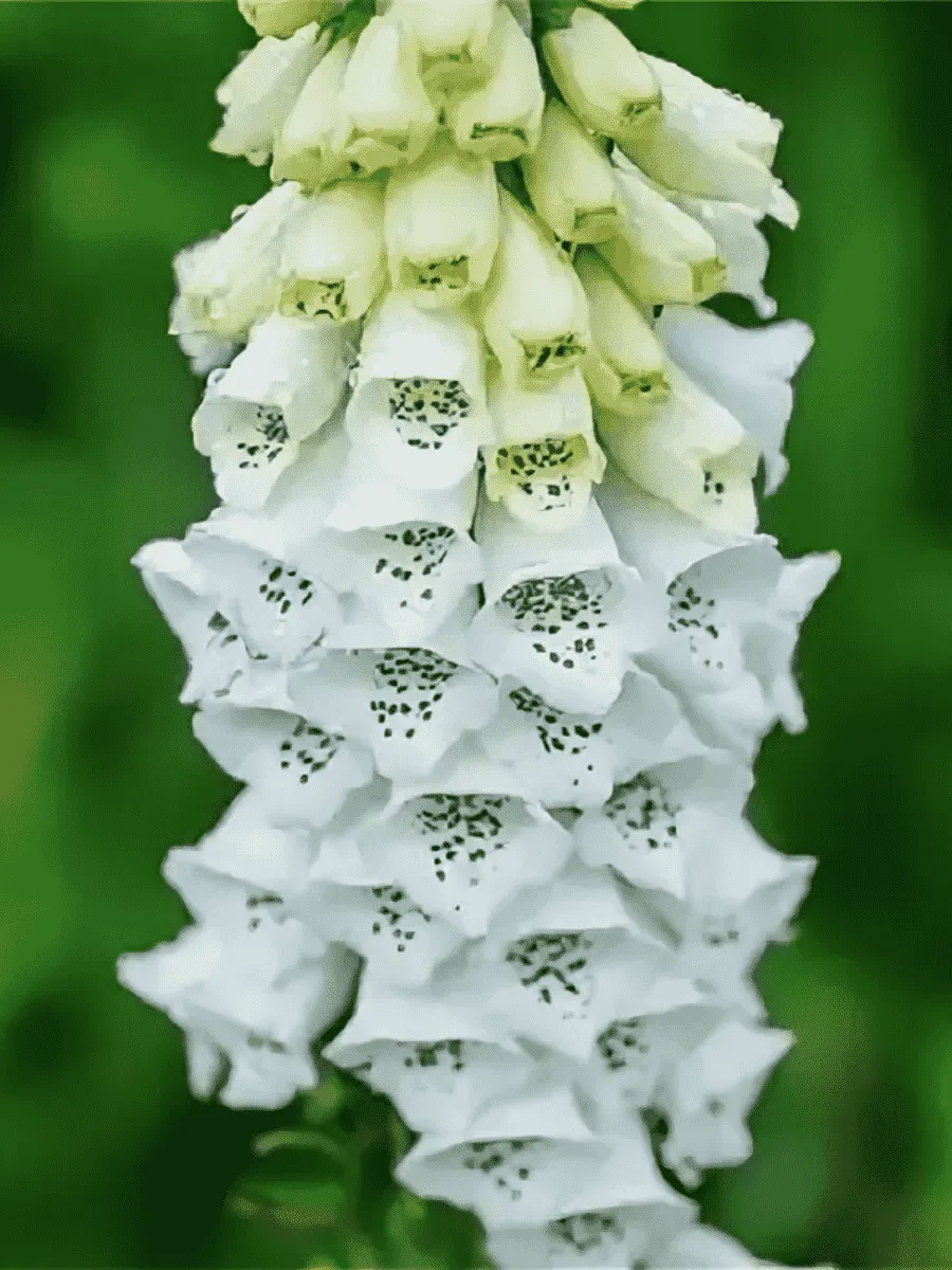 Наперстянка пурпурная Alba