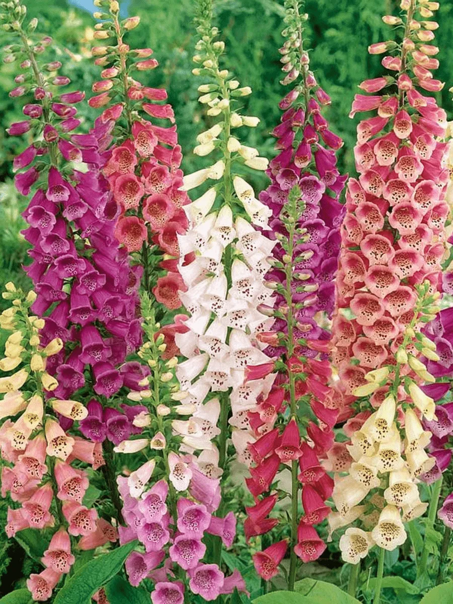 Наперстянка Dottie Mix