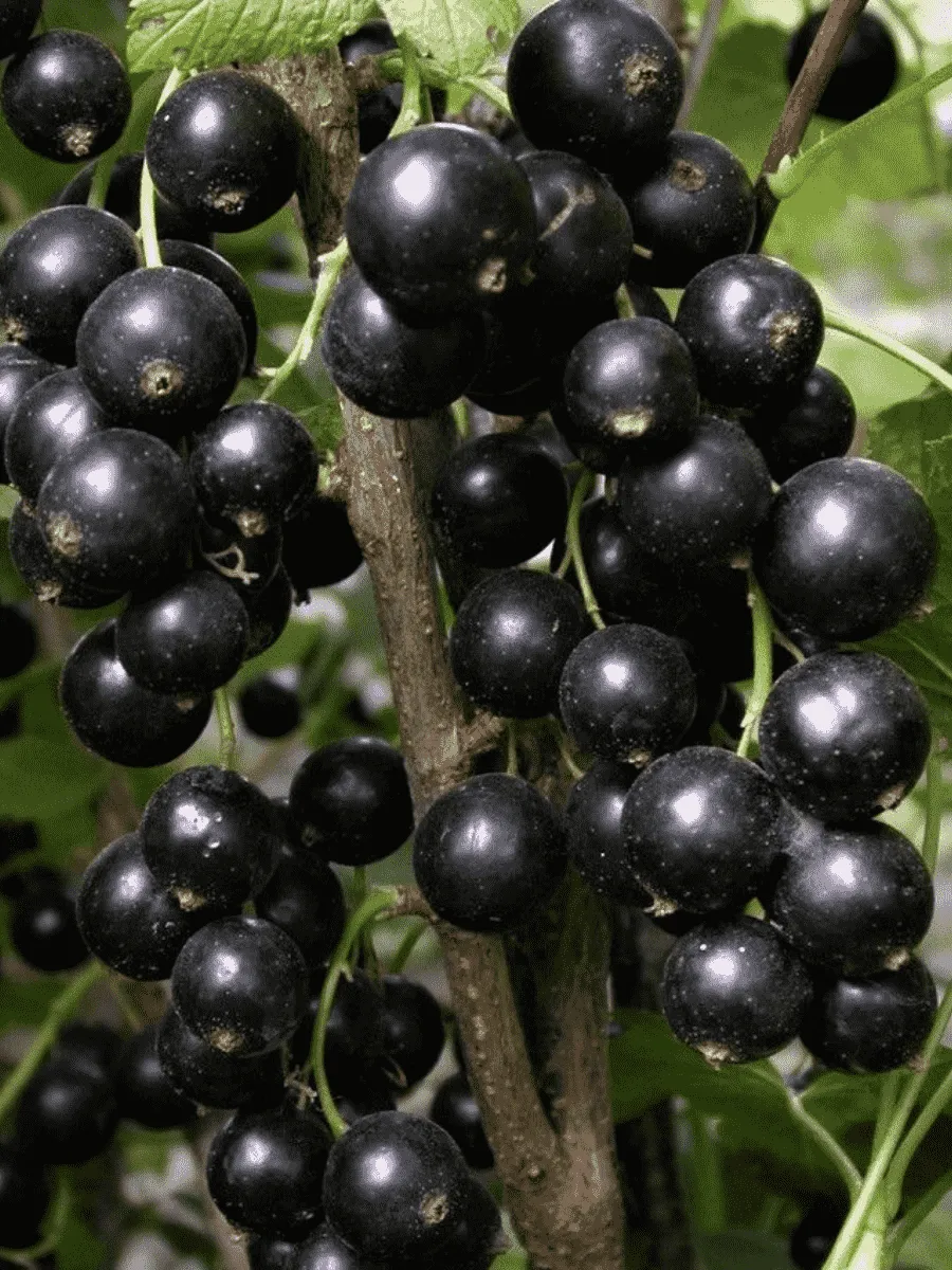 Смородина черная Бинар Смородина черная Бинар