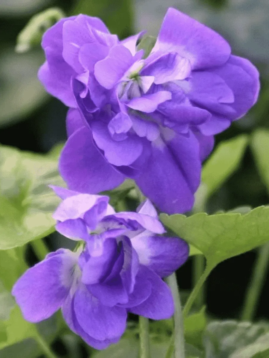 Виола душистая De Toulouse