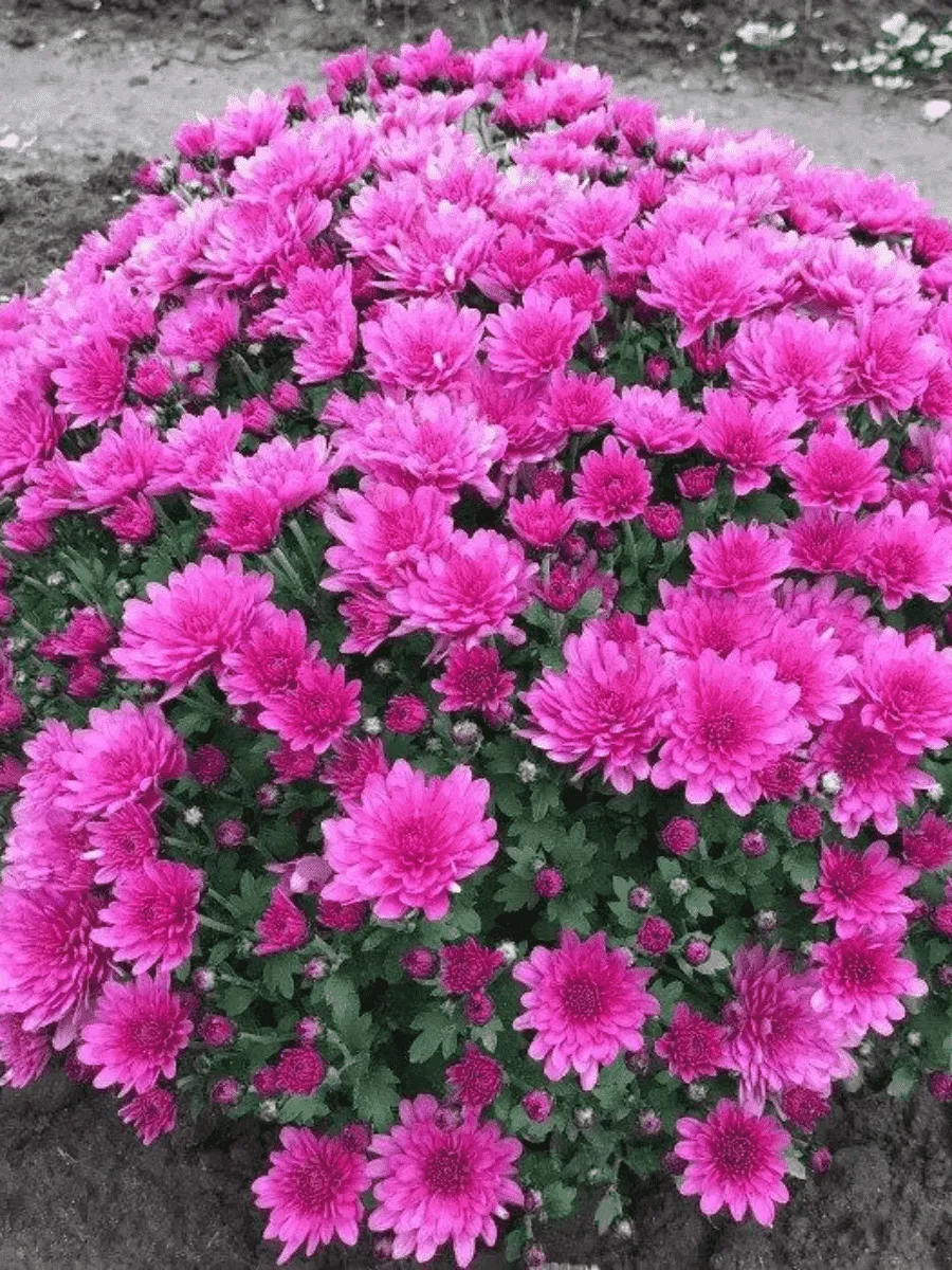 Хризантема Breeze Purple