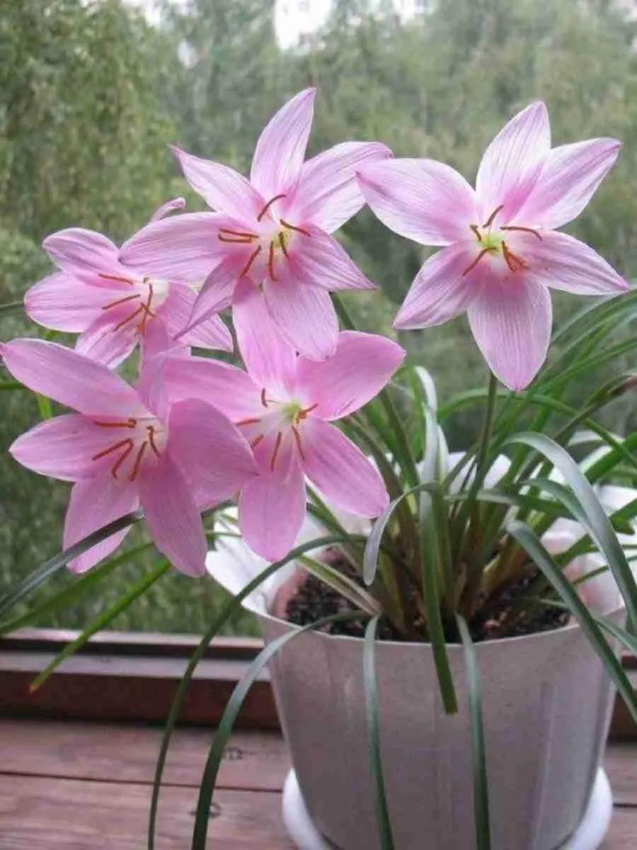 Зефирантес