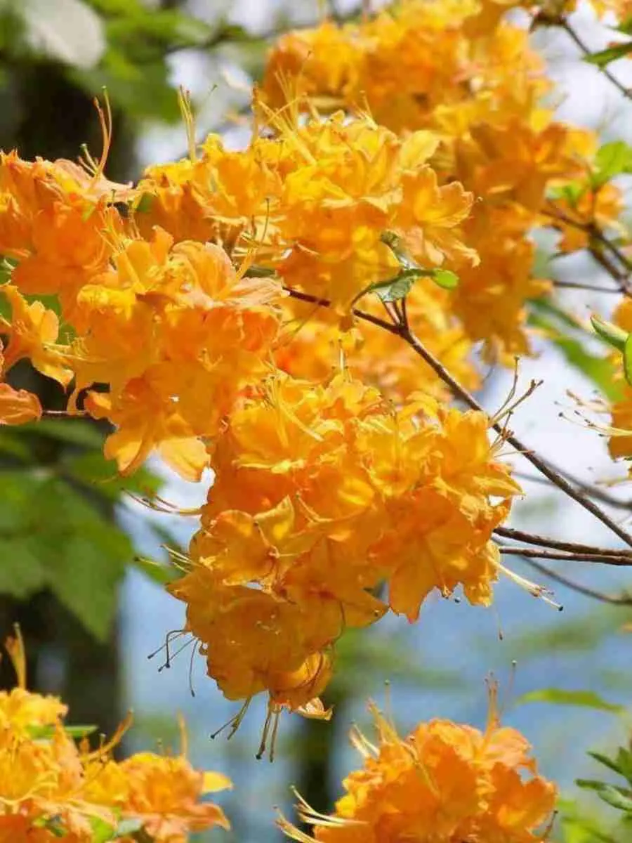 Азалия Windsor Sunbeam Азалия Windsor Sunbeam