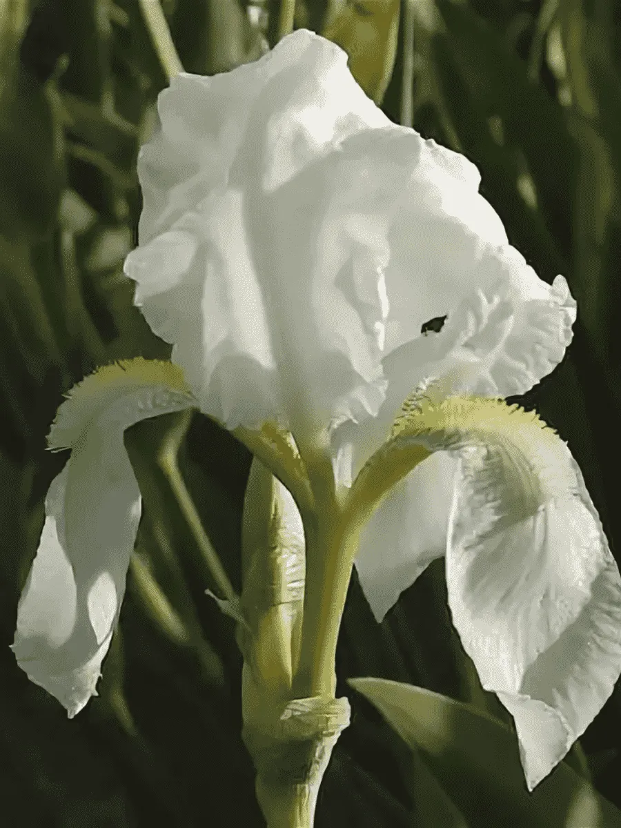 Ирис германский Florentina