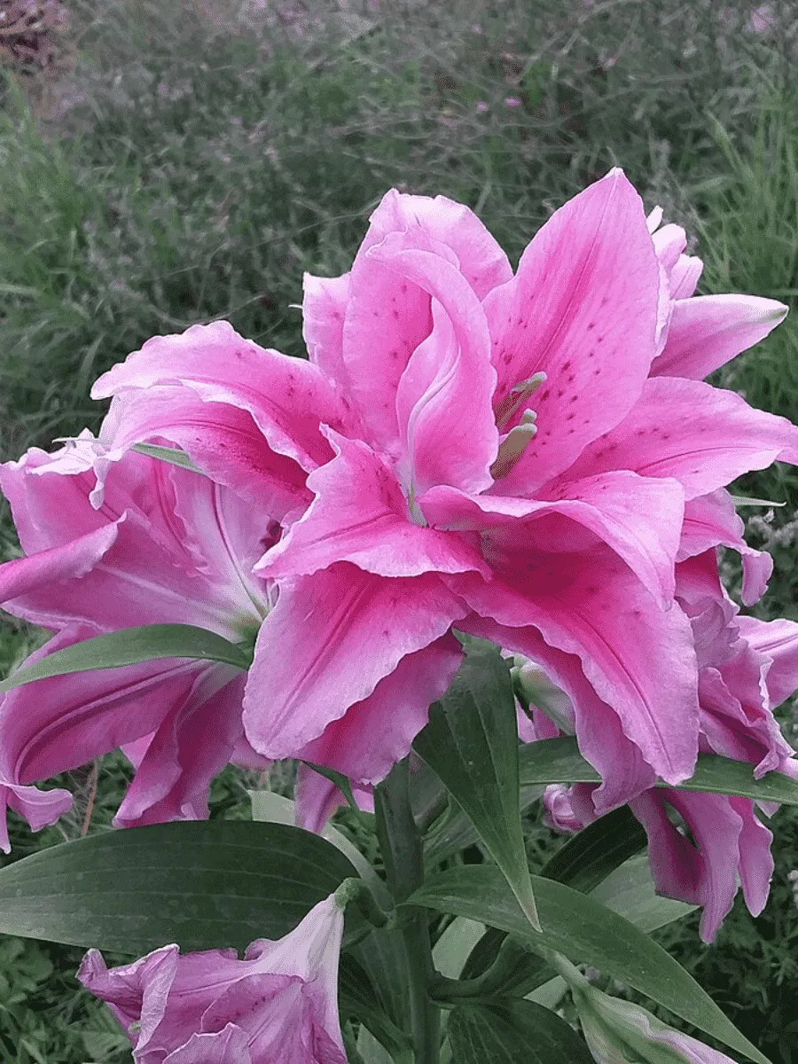 Лилия Roselily Patricia