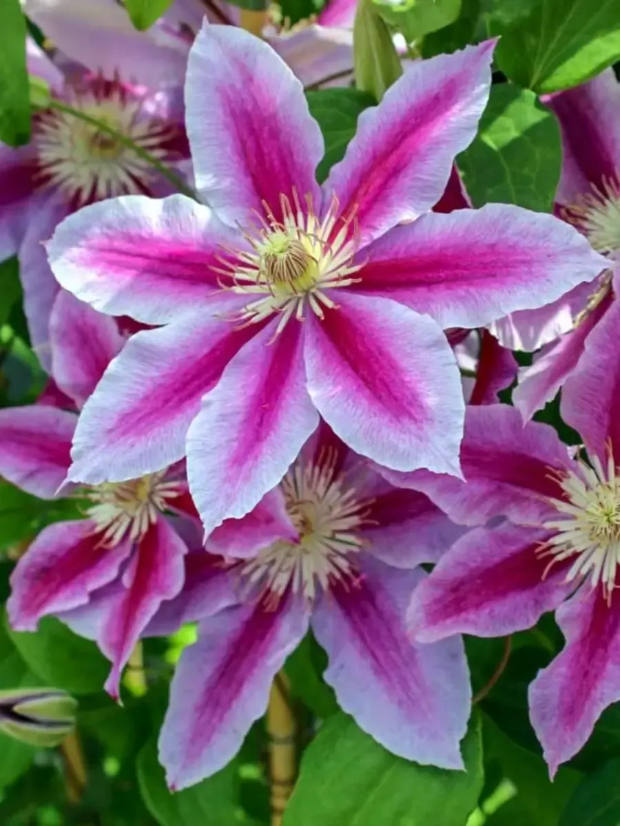 Клематис гибридный Doctor Ruppel