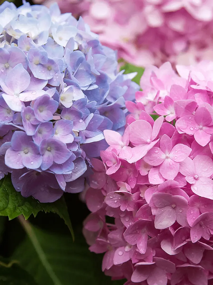 Гортензия крупнолистная Endless Summer The Original