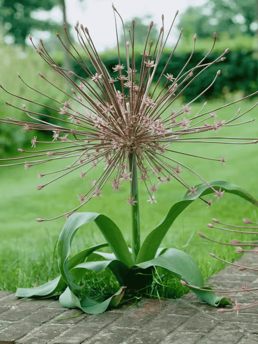 Лук декоративный Schubertii Лук декоративный Schubertii