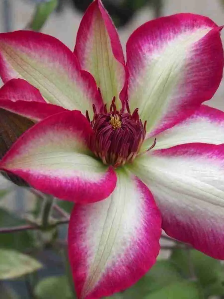 Клематис Picotee Клематис Picotee