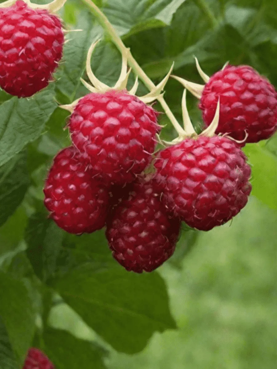 Малина обыкновенная Glen Dee