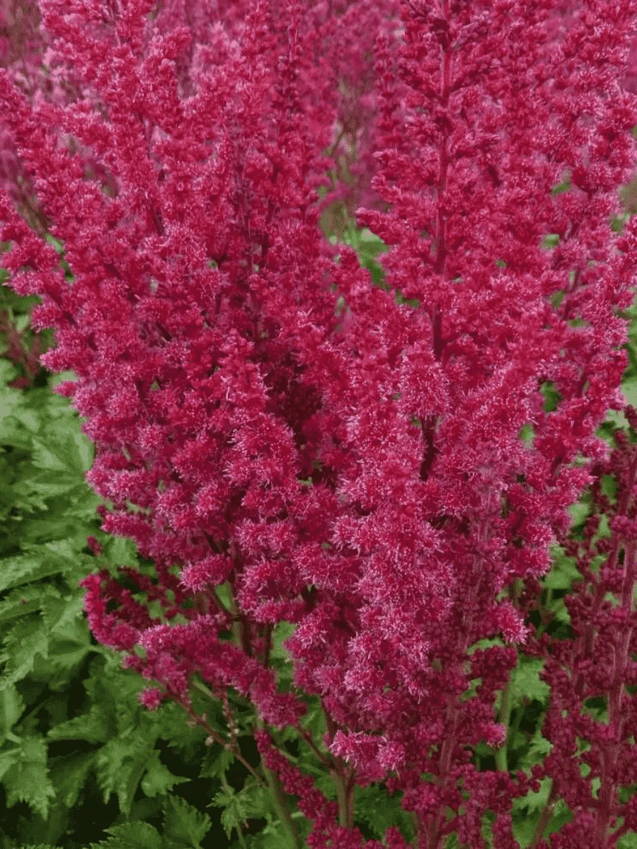 Астильба гибридная You and Me Forever