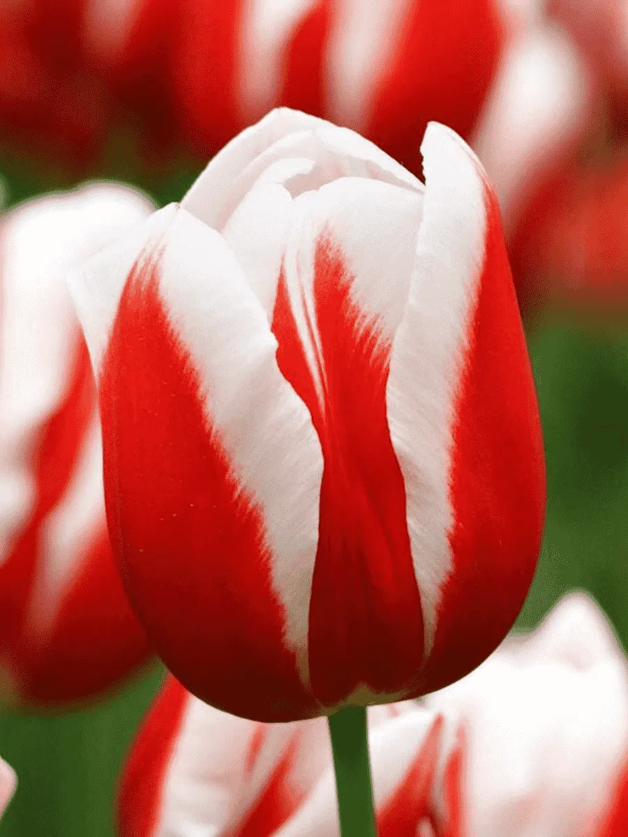 Тюльпан триумф Guus Papendrecht