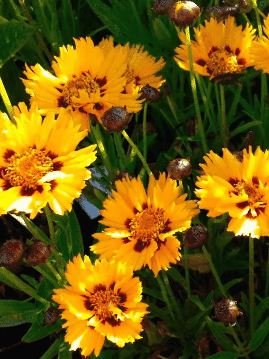 Кореопсис крупноцветковый Sunfire yellow red Кореопсис крупноцветковый Sunfire yellow red