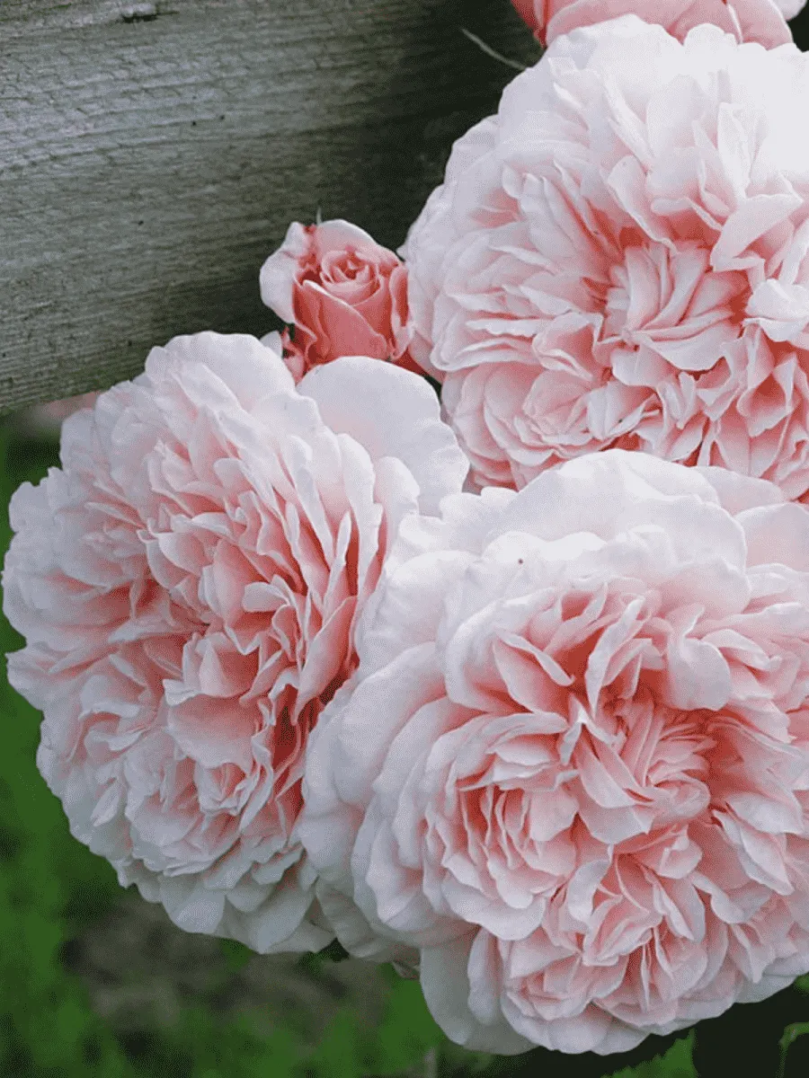 Роза Плетистая Rose de Tolbiac