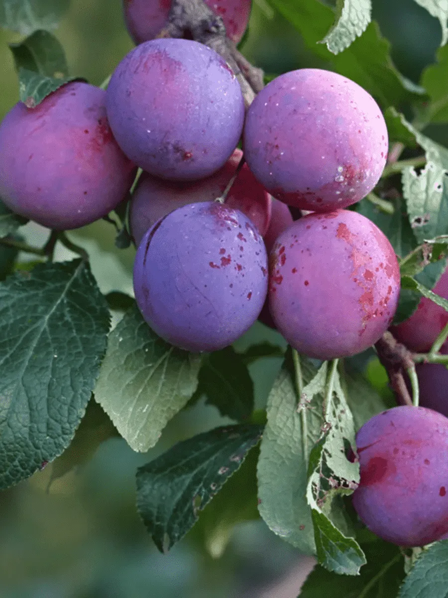 Слива домашняя Ренклод тамбовский Слива домашняя Ренклод тамбовский