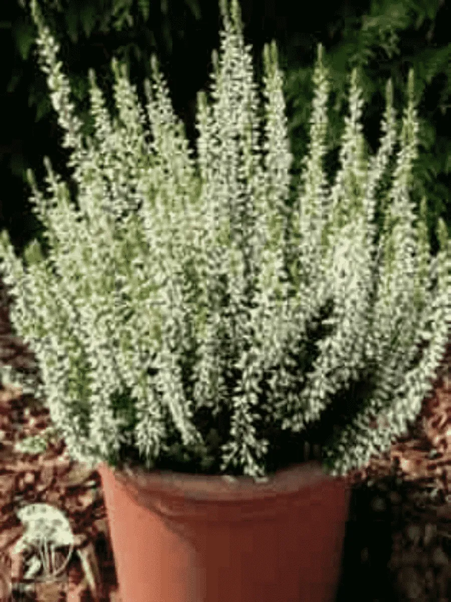 Вереск обыкновенный Alicia