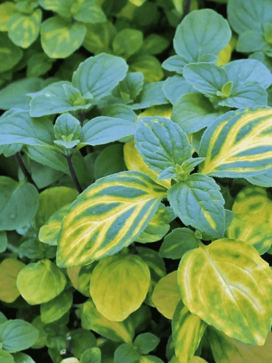 Мята Имбирная