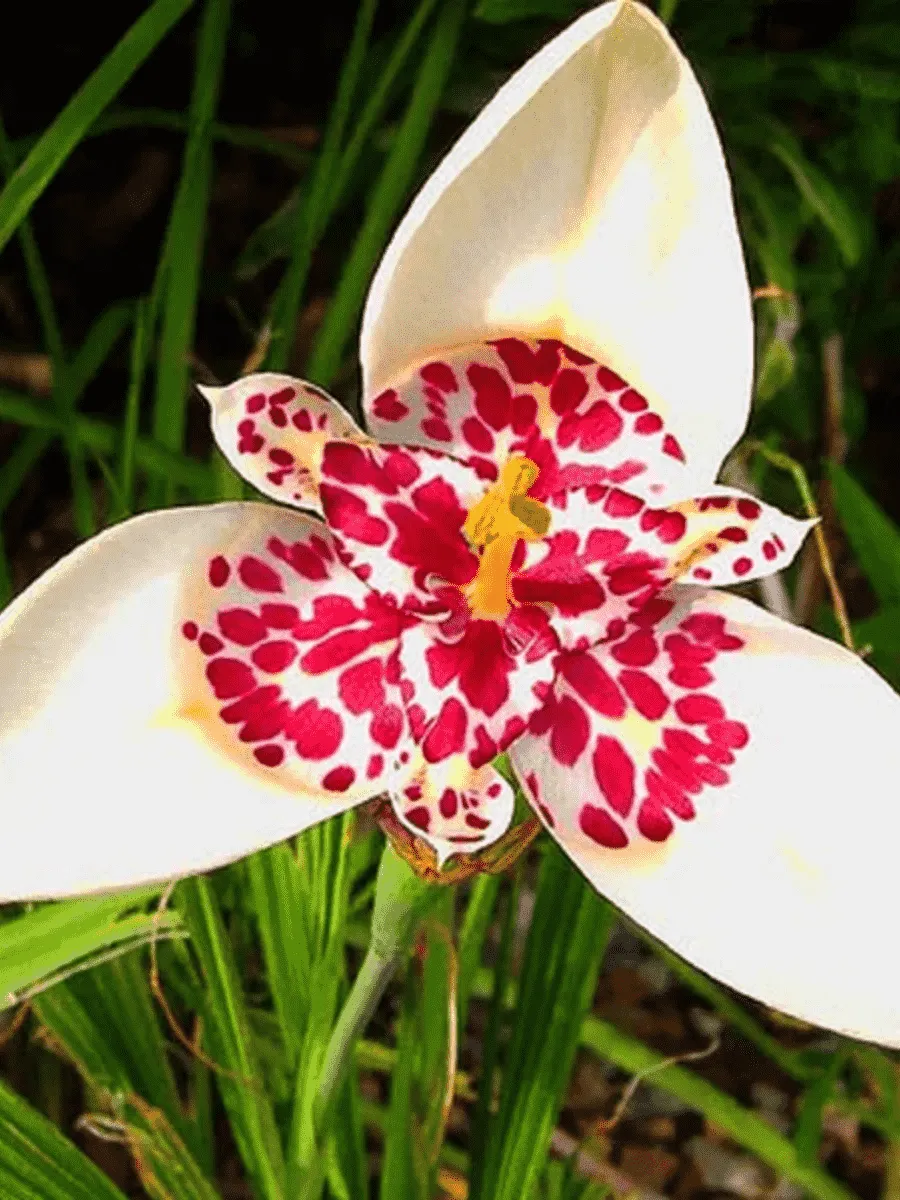 Тигридия White Тигридия White