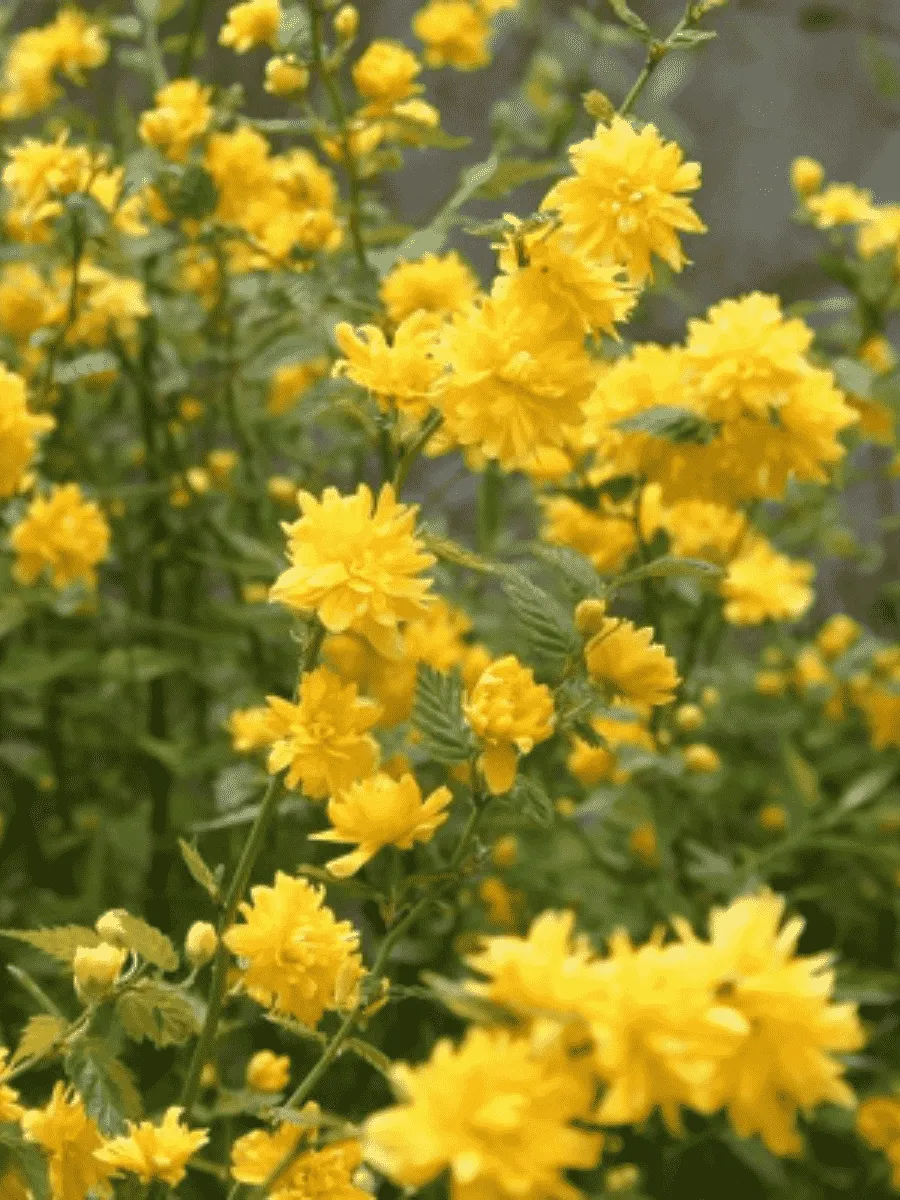 Керрия японская Aureovariegata