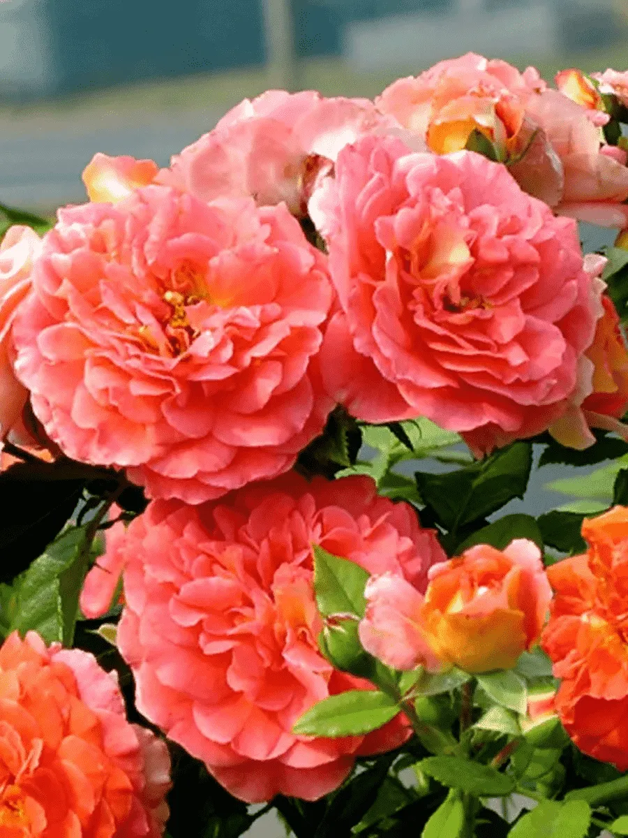 Роза Флорибунда Gebruder Grimm