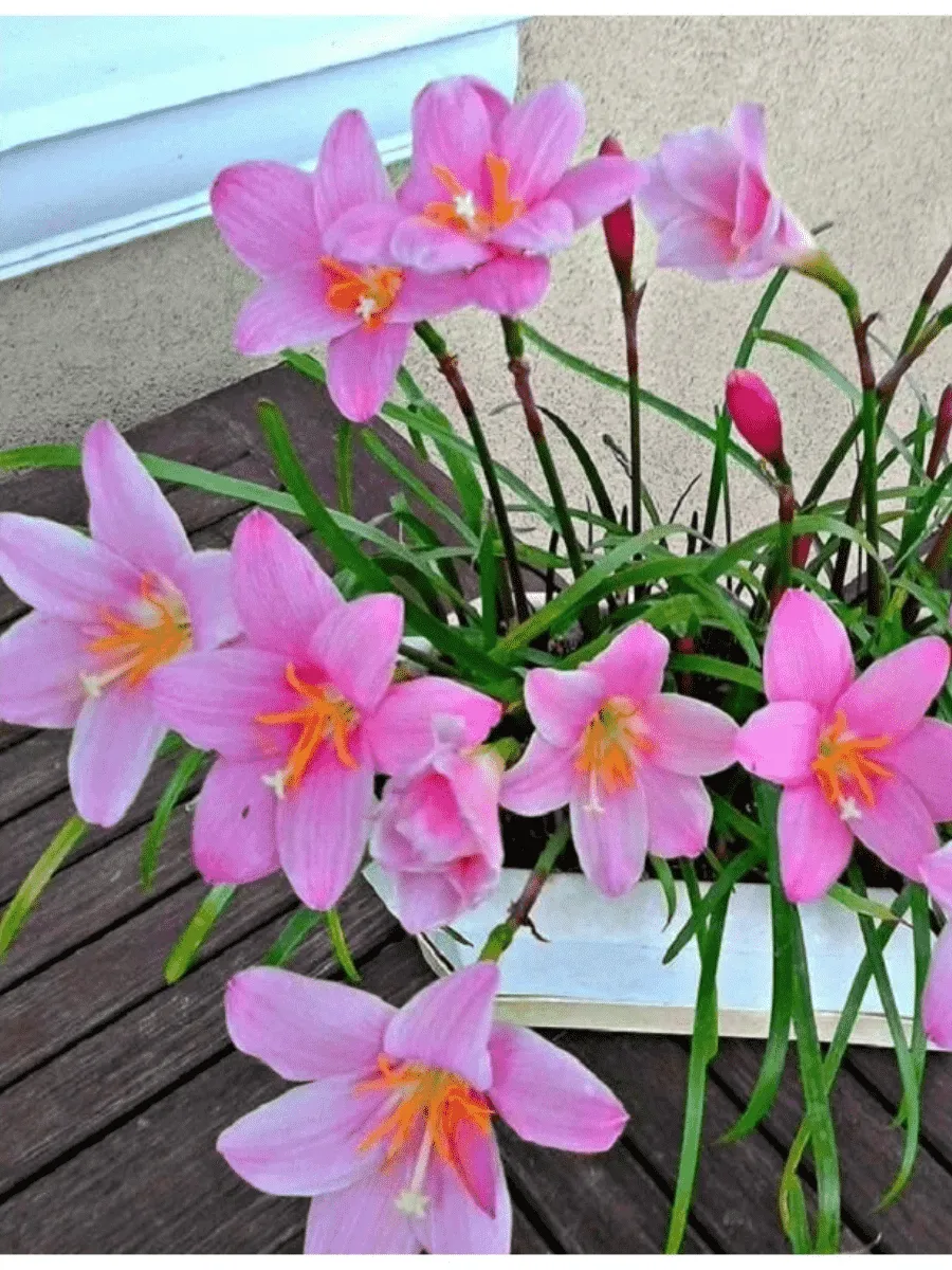 Зефирантес Pink